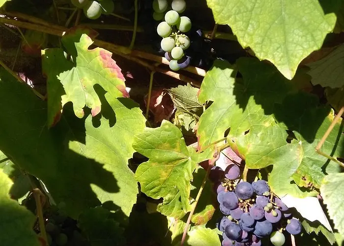 D'hotes Beesel Reuver