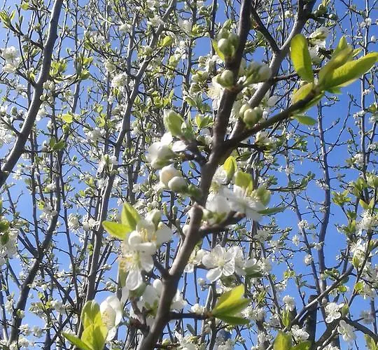 D'hotes Beesel * Reuver